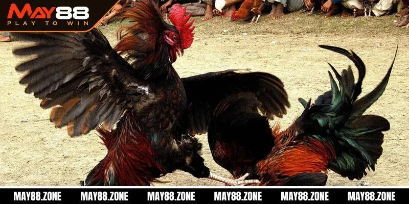 Gà đá cựa sắt | sân chơi cá cược đỉnh cao, hấp dẫn MAY88 4 Bí kíp chơi gà đá cựa sắt tổng hợp từ cao thủ lão làng