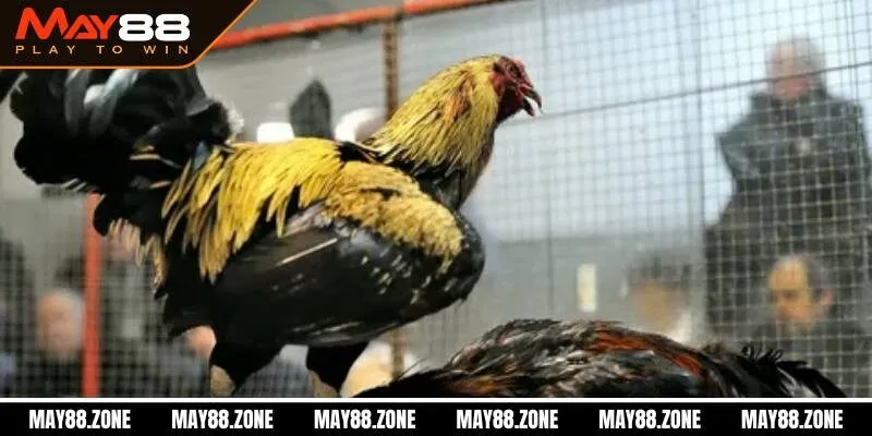 Cách nuôi gà đá chân mạnh | Tips chơi dễ thắng cho sư kê 3 Cách nuôi gà đá chân mạnh về chế độ dinh dưỡng