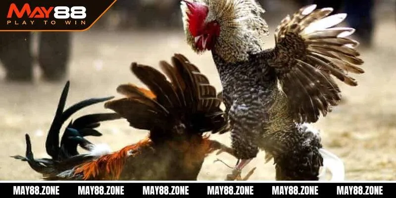 Cách nuôi gà đá chân mạnh | Tips chơi dễ thắng cho sư kê 4 Chế độ luyện tập cho gà đá chân mạnh hiệu quả