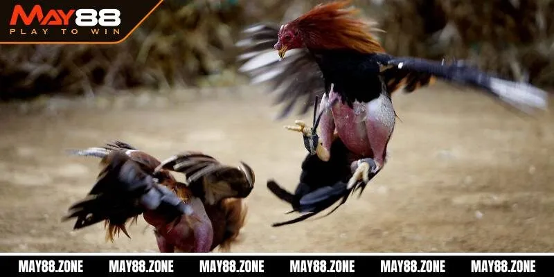Đá gà trên casino | Tựa game cá cược gây bão tại MAY88 2 Đá gà trên Casino khám phá thế giới giải trí đỉnh cao