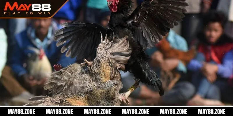 Gà đá cựa sắt | sân chơi cá cược đỉnh cao, hấp dẫn MAY88 2 Giới thiệu gà đá cựa sắt - Sân chơi cá cược đỉnh cao