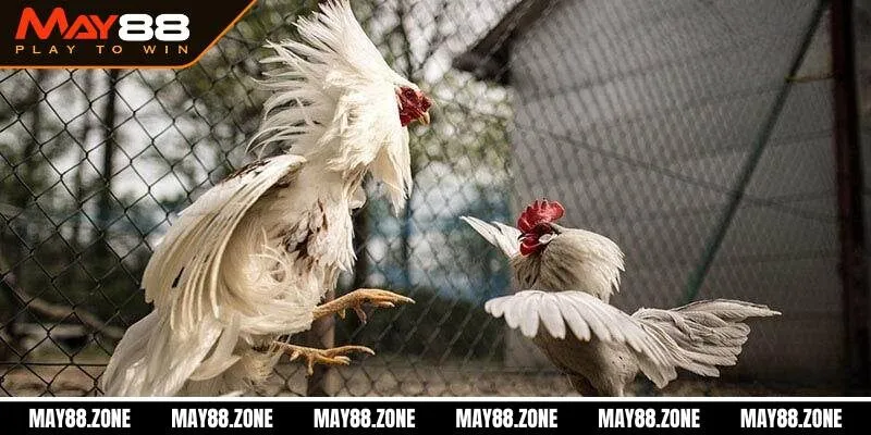 Đá gà Campuchia | Sàn đấu đỉnh cao dành cho chiến kê MAY88 3 Hướng dẫn tham gia cá cược Đá Gà Campuchia siêu cuốn