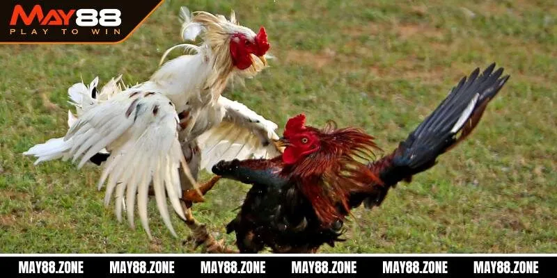Đá gà trên casino | Tựa game cá cược gây bão tại MAY88 4 Tips chiến thắng khi chơi đá gà trên casino cực cuốn