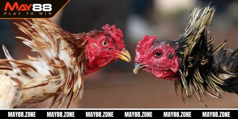 Gà đá cựa sắt | sân chơi cá cược đỉnh cao, hấp dẫn MAY88 3 Tổng hợp hình thức gà đá cựa sắt phổ biến hiện nay